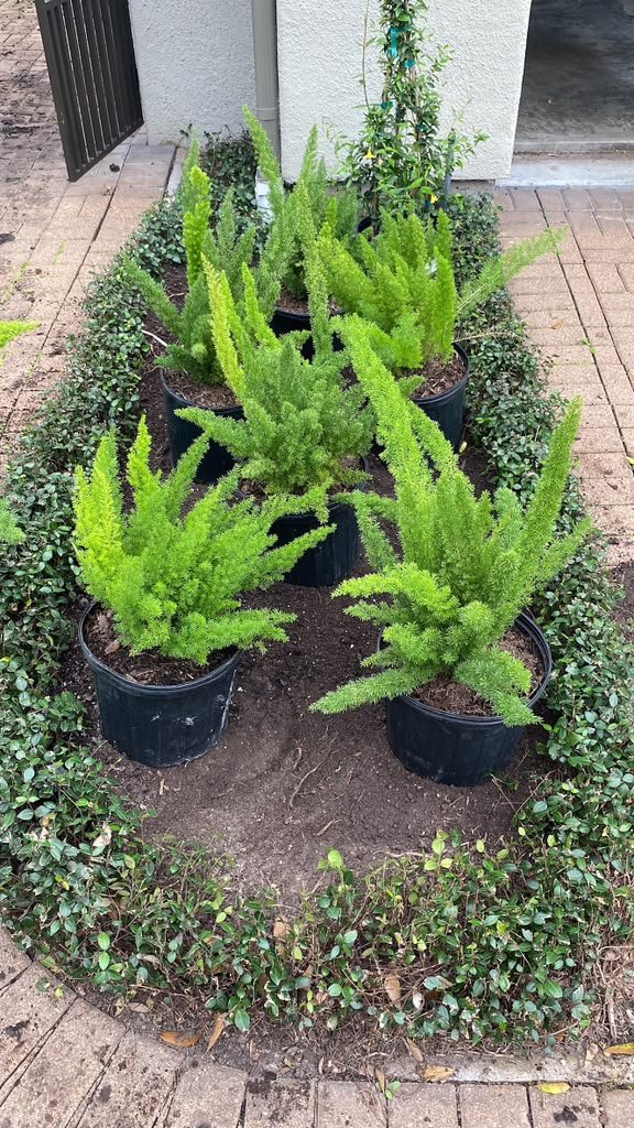 Ornamental planting completed at a Houston-area property